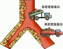 高密度脂蛋白胆固醇 开卷有益——如何提升您的高密度脂蛋白胆固醇