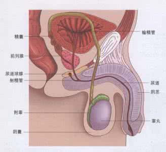 太原男性生殖系统 雄性荷尔蒙是什么 男性生殖系统中，睾丸的作用是什么（）A．产生精子，分泌雄性激素B．输送精子C．排出精液和尿液D．分泌