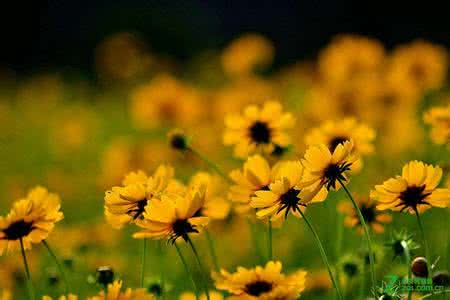 怎么让拍摄的背景变模糊？