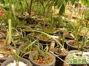 兰花施肥后能浇水吗 兰花用什么土种好？兰花施肥、浇水的关键时期