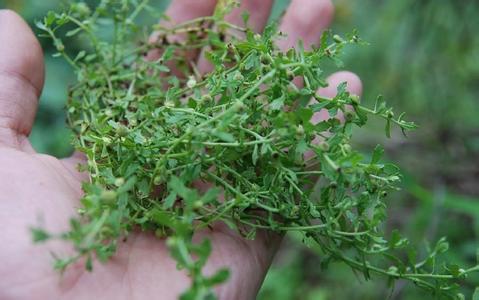 可食用的野草 盖乡人鹅食野草 这个野草鹅都不食,为何却有如此好的疗效呢?