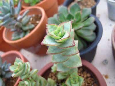 多肉植物 星王子 【家居园艺】多肉植物星王子