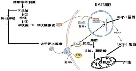 去甲肾上腺素 去甲肾上腺素的作用 去甲肾上腺素可以调控动物机体的植物性神经功能，其结构简式如图所示。下列说法正确的是A．每个去甲肾上腺