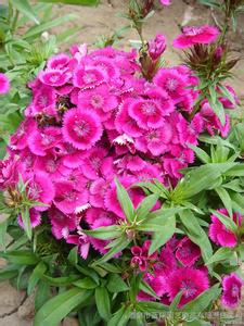 多年生草本花卉有哪些 多年生草本花卉