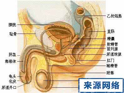 阴毛痒怎么办 男性阴毛瘙痒的原因及治疗