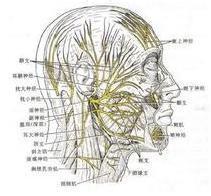 眼肌麻痹怎么治疗 眼肌麻痹怎么治疗 眼肌麻痹的偏方