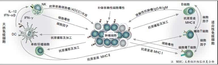 淋巴瘤 肿瘤标志物 IFN影响肿瘤疫苗治疗B淋巴瘤的效果