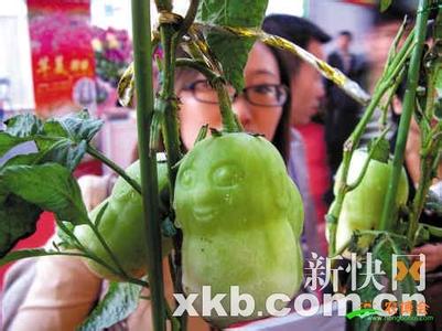 女人吃人参正果的好处 什么人适合吃人参果