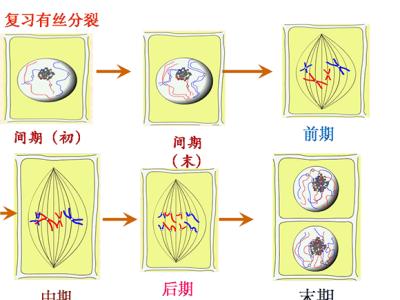 高中生物高考考点 高考生物秒杀必备:有关减数分裂的考点解析
