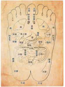 面部对应的脏腑图 面部对应的脏腑图 脏腑与内脏的异同