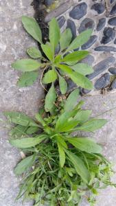 饥荒诡异的植物 饥荒诡异的植物 无奇不有的诡异植物