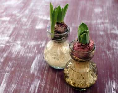 风信子开花后怎么处理 风信子水培方法