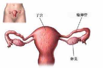 子宫保养的好处 女人子宫保养竟全靠揉这处