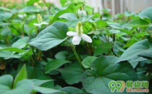 春天能吃的野菜图片 春天有什么野菜 盘点春天必吃的8种野菜