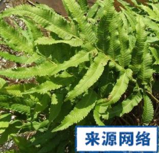 苏木的功效与作用 苏木的功效与作用 苏木图片_苏木的功效与作用