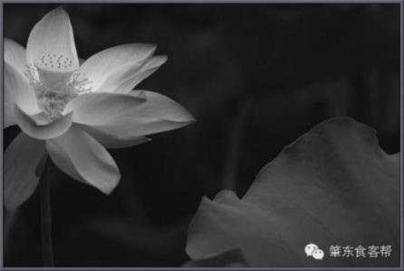昙花一现 仓央嘉措:只要你昙花一现(42)