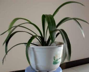 君子兰养几年开花 君子兰养几年开花 为什么有的君子兰养了5、6年，还是不开花？