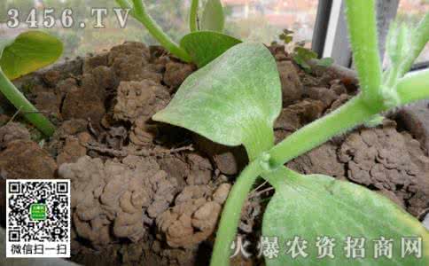 养花复合肥怎么用 复合肥养花