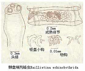 猫绦虫 瑞列绦虫属