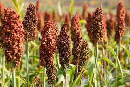 高粱价格最新报价 高粱