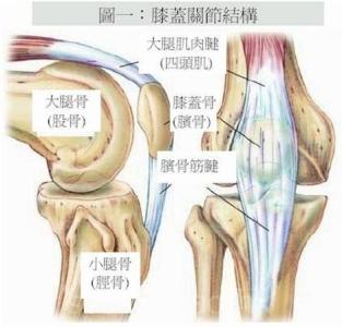 膝骨刺物理治疗 慢性前内侧膝痛—— 物理治疗师不应该忽略的神经症状！！