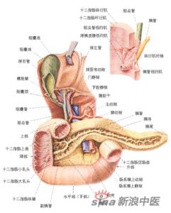 胃胰腺癌 胰腺癌 长期生存 长期胃难受当心胰腺癌