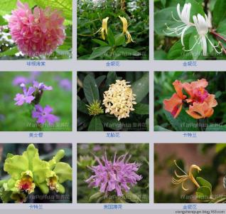 花卉种类大全 花卉种类 【花卉大全】花卉种类介绍 花卉图片大全