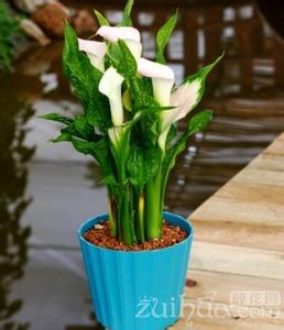 盆栽马蹄莲的养殖方法 马蹄莲的养殖方法 马蹄莲怎样盆栽与养护?