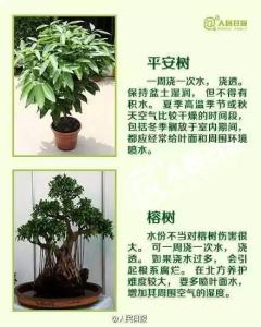 家养绿植 10种常见家养绿植的正确浇水方法！让家生机盎然！