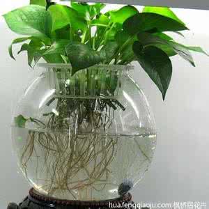水培花卉的特点 水培花卉的养殖方法