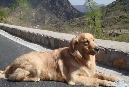 金毛纯种与不纯的区别 纯种金毛犬的特征