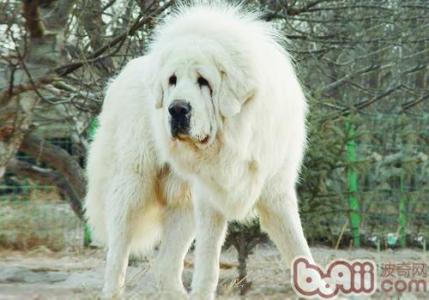 摇滚藏獒为什么看不了 为什么藏獒这么贵
