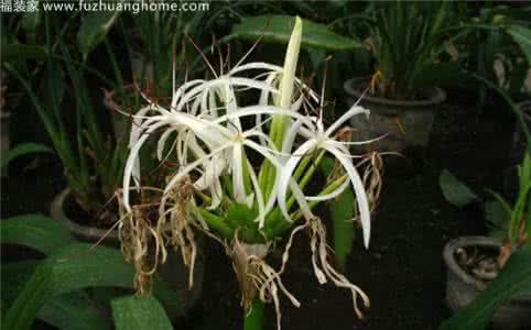 文殊兰的养殖方法 根 文殊兰根的初生凯氏带