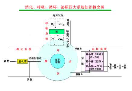 泌尿系统概念图 消化、呼吸、循环、泌尿四大系统知识概念图