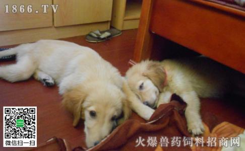 犬瘟热初期治疗方法 犬瘟热初期治疗方法 犬瘟热初期怎么治疗？