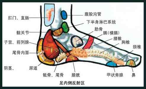 足底全息图 足全息穴公开课8