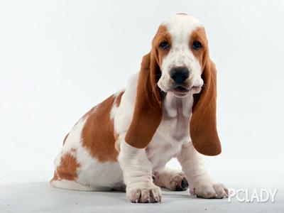 狗狗打嗝怎么治疗方法 狗狗打嗝怎么治