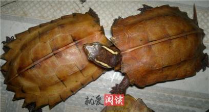 枫叶龟养殖环境图 枫叶龟价格 【枫叶龟价格】枫叶龟价格以及养殖方法