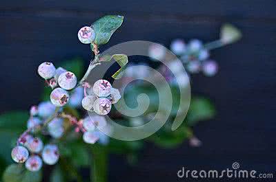 植物大战僵尸2蓝莓 爱上植物  蓝莓