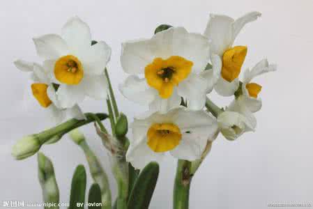 水仙花 水仙花 家养水仙