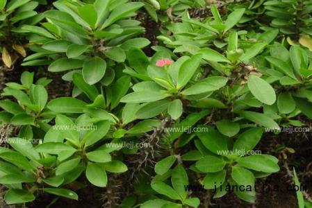 灌木种类 灌木种类 森林生态系统的主要特点是()A.植物种类稀少,以乔木和灌木为主B.挖洞穴居的动物分布多C.动植物种类