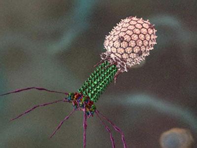 冠状病毒 国际研究小组发现对抗MERS冠状病毒的抗体