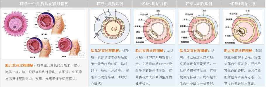 七个半月胎儿发育标准 七个半月胎儿发育标准 七个半月胎儿发育标准是什么