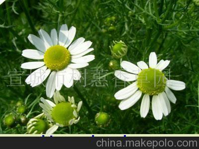 洋甘菊种子怎么种 洋甘菊的种植方法