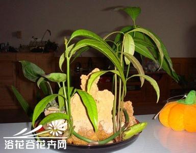 水培芒果 水培芒果小教程(图文)