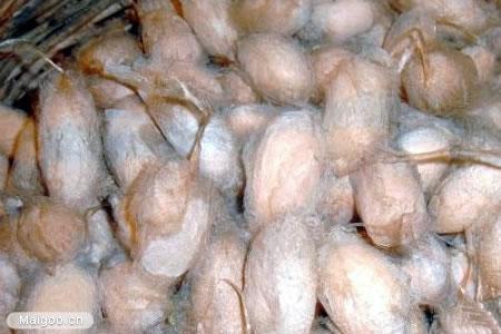 柞蚕丝和桑蚕丝的区别 桑蚕丝与柞蚕丝的6大区别