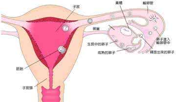 排卵期出血后多久排卵 排卵期出血能怀孕吗