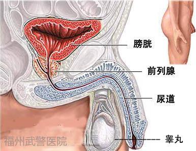 阴茎尿道痒是怎么回事 尿道痒 男人尿道痒怎么回事