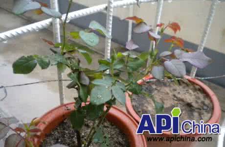 月季花施肥方法如下 月季花的施肥方法
