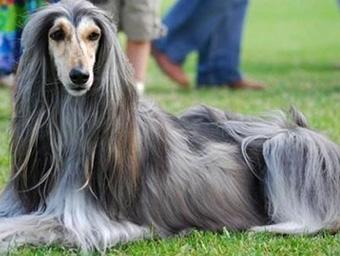 阿富汗猎犬不能吃什么 阿富汗猎犬吃什么